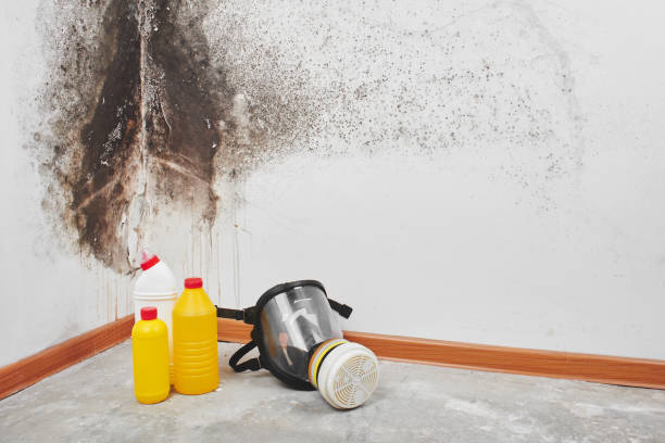Certified Mold Removal in Phillips, WI