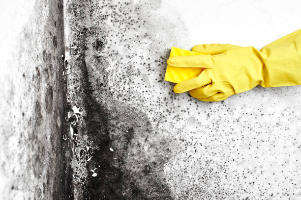 Best Attic Mold Removal  in Phillips, WI