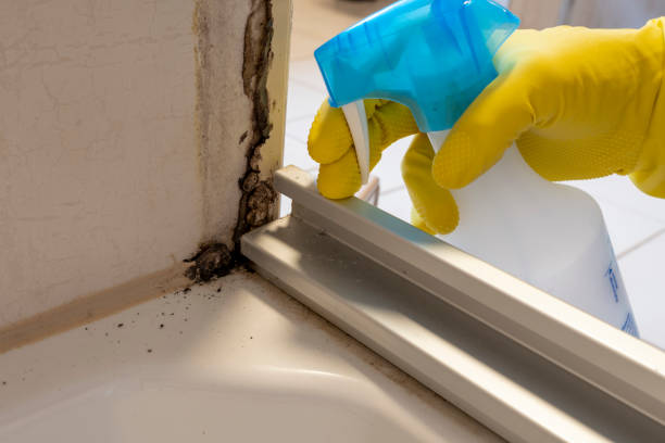 Best Mold Damage Repair  in Phillips, WI