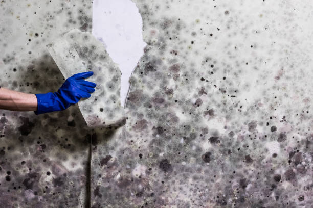 Best Toxic Mold Removal  in Phillips, WI