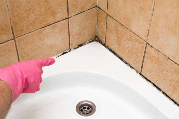 Best Crawl Space Mold Removal  in Phillips, WI